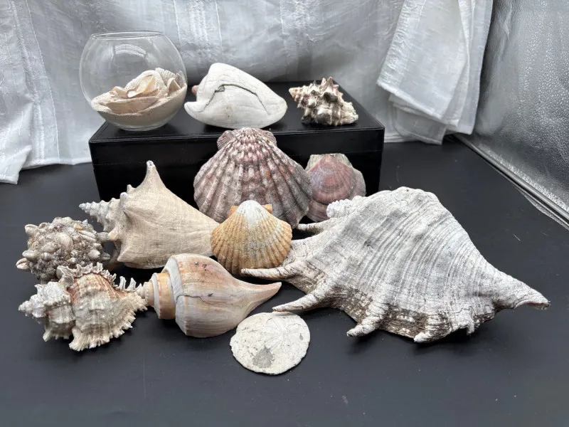 Seashell Collection w/ Glass Bowl Large Coastal Decor Lot - Sequim Estate Auction – A Life of Adventure & Humor | Ocean Bid Auction