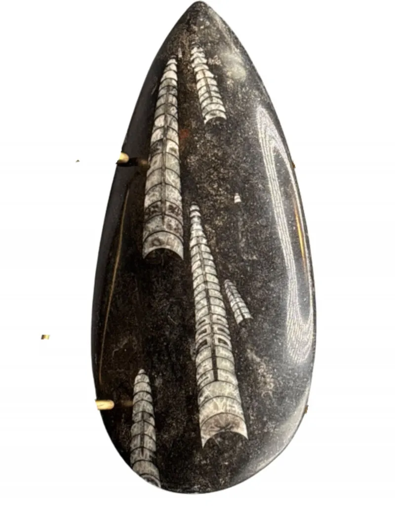 STUNNING POLISHED ORTHOCERAS FOSSIL | 400 Million Years Old | Morocco - Designer Decor and Other Treasures | Ocean Bid Auction