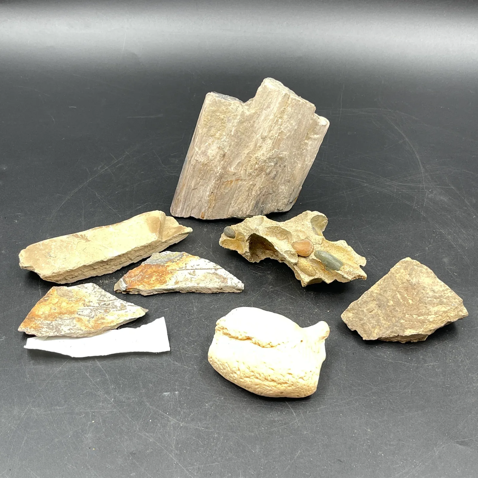 Republic Fossils & Assorted Geology Specimens - Sterling Silver, Stones & Seattle History Estate Auction and 0% buyers premium! | Ocean Bid Auction