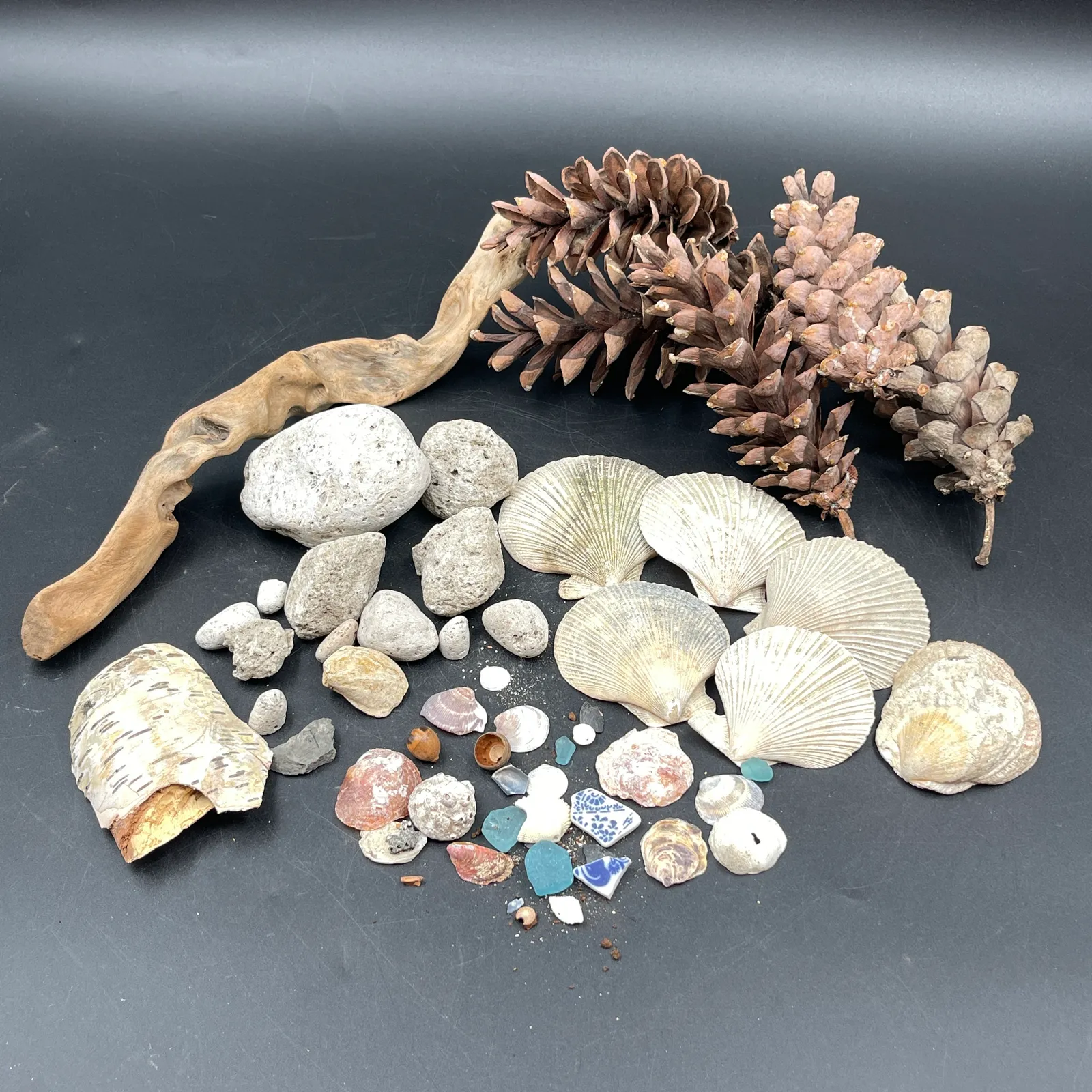 Beachcomber Collection – Shells, Pumice & Sea Glass - Sterling Silver, Stones & Seattle History Estate Auction and 0% buyers premium! | Ocean Bid Auction