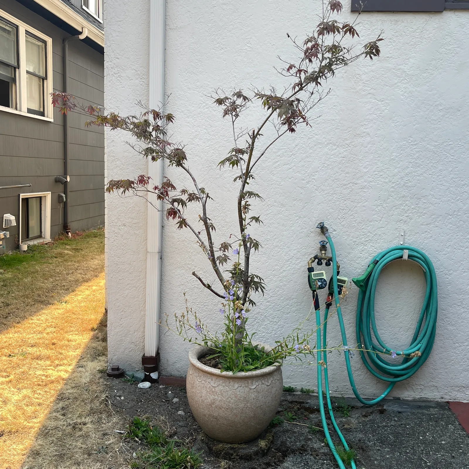Japanese Maple in Large Ceramic Planter - Sterling Silver, Stones & Seattle History Estate Auction and 0% buyers premium! | Ocean Bid Auction