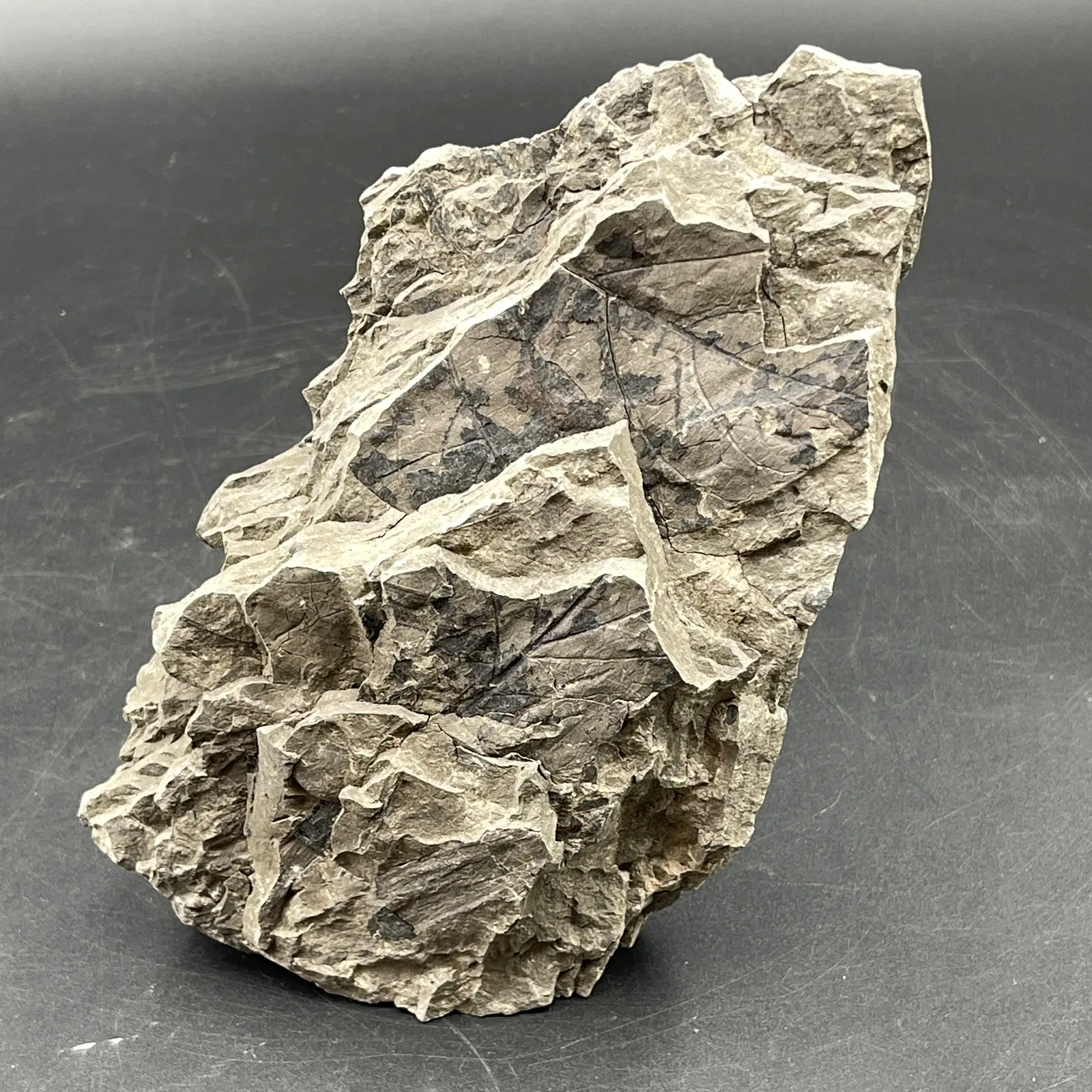 Fossil-Bearing Sedimentary Rock Specimen - Sterling Silver, Stones & Seattle History Estate Auction and 0% buyers premium! | Ocean Bid Auction