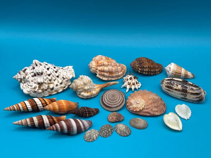 Large Seashell Collection Mixed Variety Conch Cowrie Murex - Collector’s Dream Auction – Lladro, Murano, Coastal Decor-Anacortes and Sequim pick-ups | Ocean Bid Auction