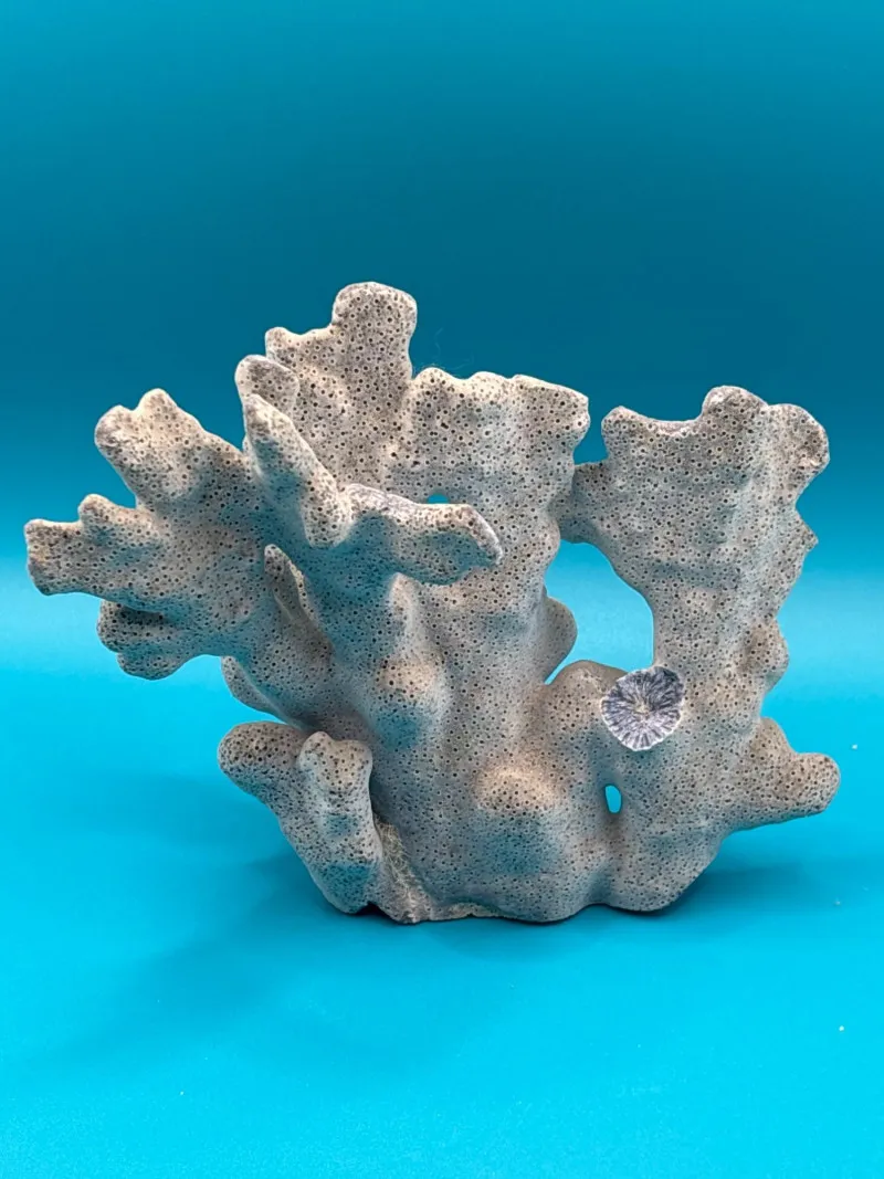 Striking Blue Gray Coral Specimen Sculptural Ocean Decor - Collector’s Dream Auction – Lladro, Murano, Coastal Decor-Anacortes and Sequim pick-ups | Ocean Bid Auction