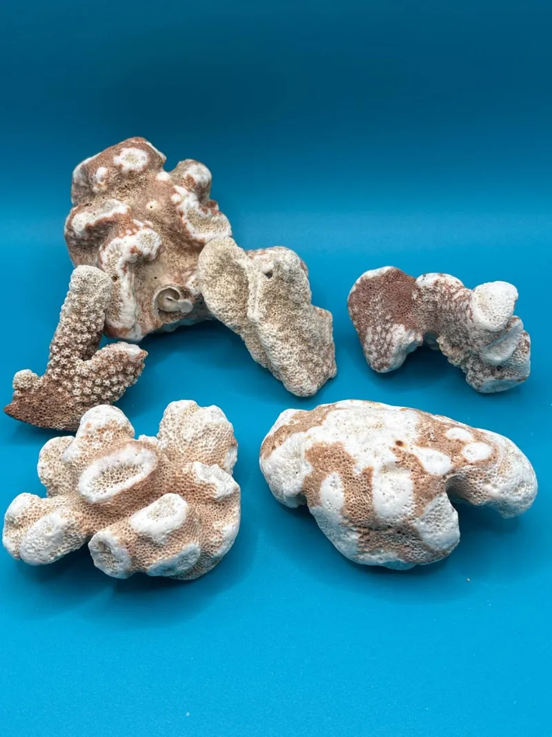 Collection of 6 Natural Coral Specimens Coastal Decor Set - Collector’s Dream Auction – Lladro, Murano, Coastal Decor-Anacortes and Sequim pick-ups | Ocean Bid Auction
