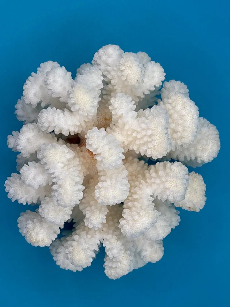 Stunning White Coral Specimen Full Branch Ocean Display - Collector’s Dream Auction – Lladro, Murano, Coastal Decor-Anacortes and Sequim pick-ups | Ocean Bid Auction