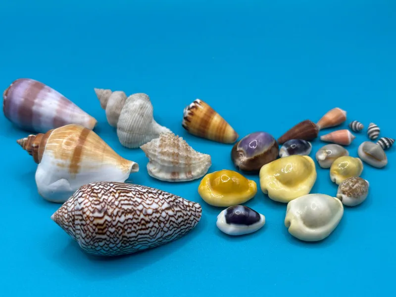 Mixed Seashell Collection Large Variety Coastal Craft Decor - Collector’s Dream Auction – Lladro, Murano, Coastal Decor-Anacortes and Sequim pick-ups | Ocean Bid Auction