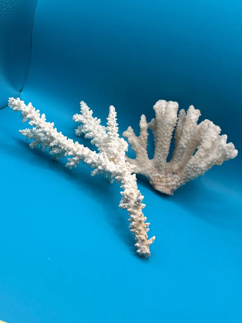 Natural White Coral Specimens Set of 2 Coastal Ocean Decor - Collector’s Dream Auction – Lladro, Murano, Coastal Decor-Anacortes and Sequim pick-ups | Ocean Bid Auction