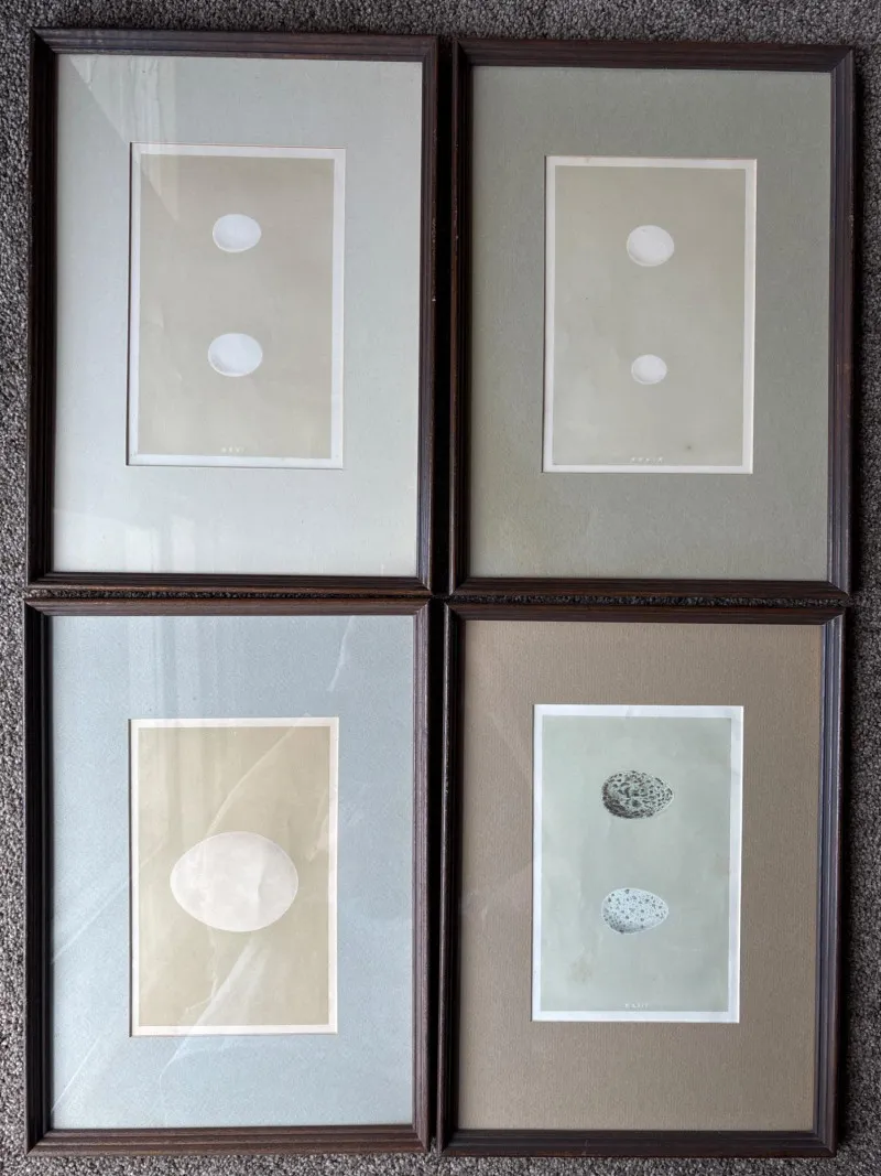 Set of 4 Framed Antique British Bird Egg Prints - Anacortes Estate Auction – Sterling Silver, Jewelry & Incredible Finds | Ocean Bid Auction