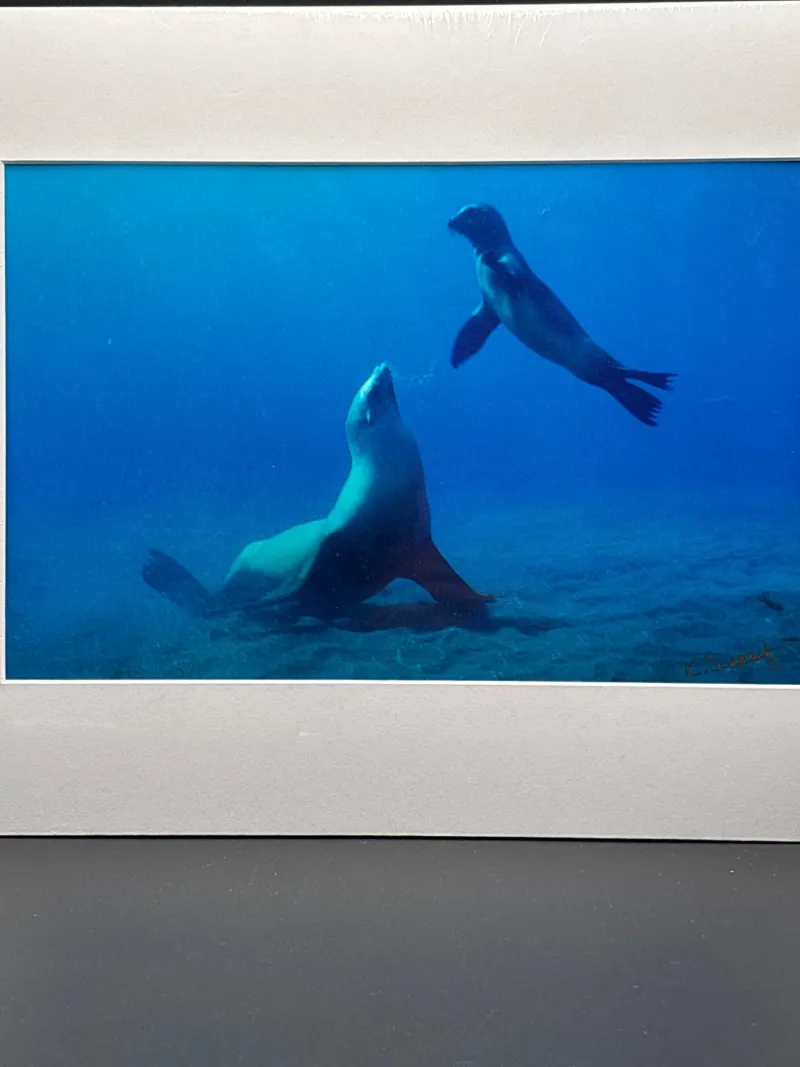 Signed Seal Mom & Pup Channel Islands CA Photo K. Scarzafava - Spring Treasure Auction – Vintage Finds & New-In-Box Surprises. | Ocean Bid Auction