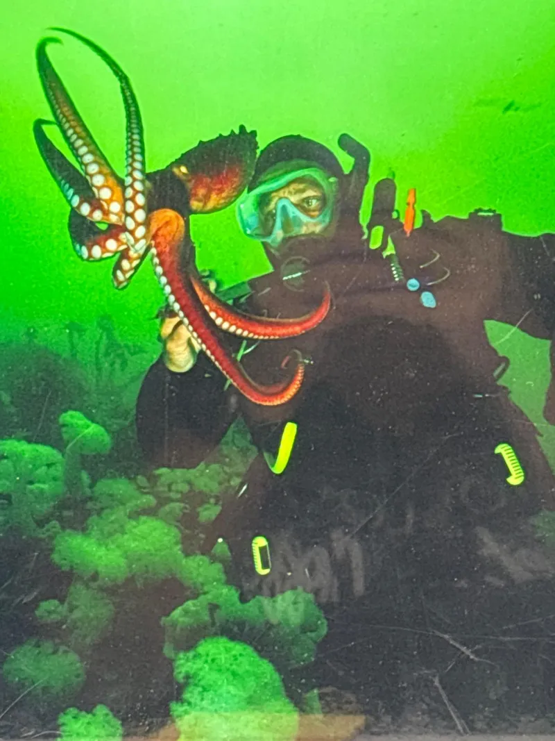 Signed Underwater Diver & Octopus Photo Kelley Scarzafava 11.5x16 - Spring Treasure Auction – Vintage Finds & New-In-Box Surprises. | Ocean Bid Auction