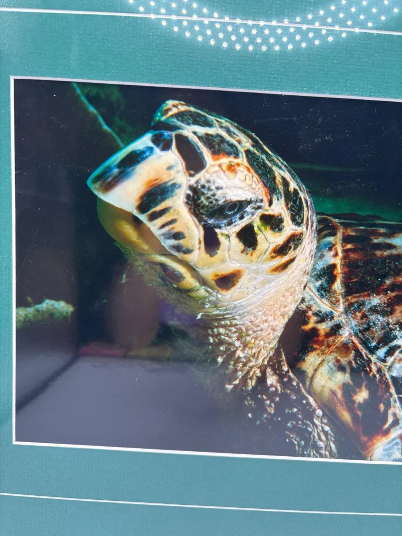 Signed Sea Turtle Underwater Photo Kelley Scarzafava 14x18 - Spring Treasure Auction – Vintage Finds & New-In-Box Surprises. | Ocean Bid Auction