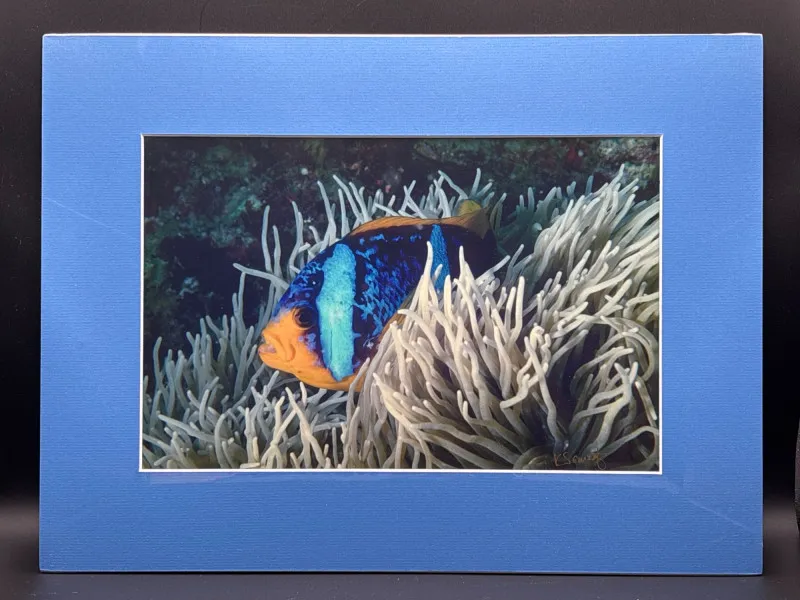 Signed Anemone Fish Fiji Photo Kelley Scarzafava 11.5x16 - Spring Treasure Auction – Vintage Finds & New-In-Box Surprises. | Ocean Bid Auction