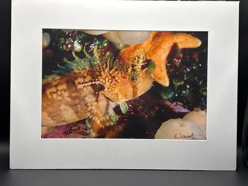 Signed Underwater Reef Fish Photo K. Scarzafava 12x16 Matted - Spring Treasure Auction – Vintage Finds & New-In-Box Surprises. | Ocean Bid Auction