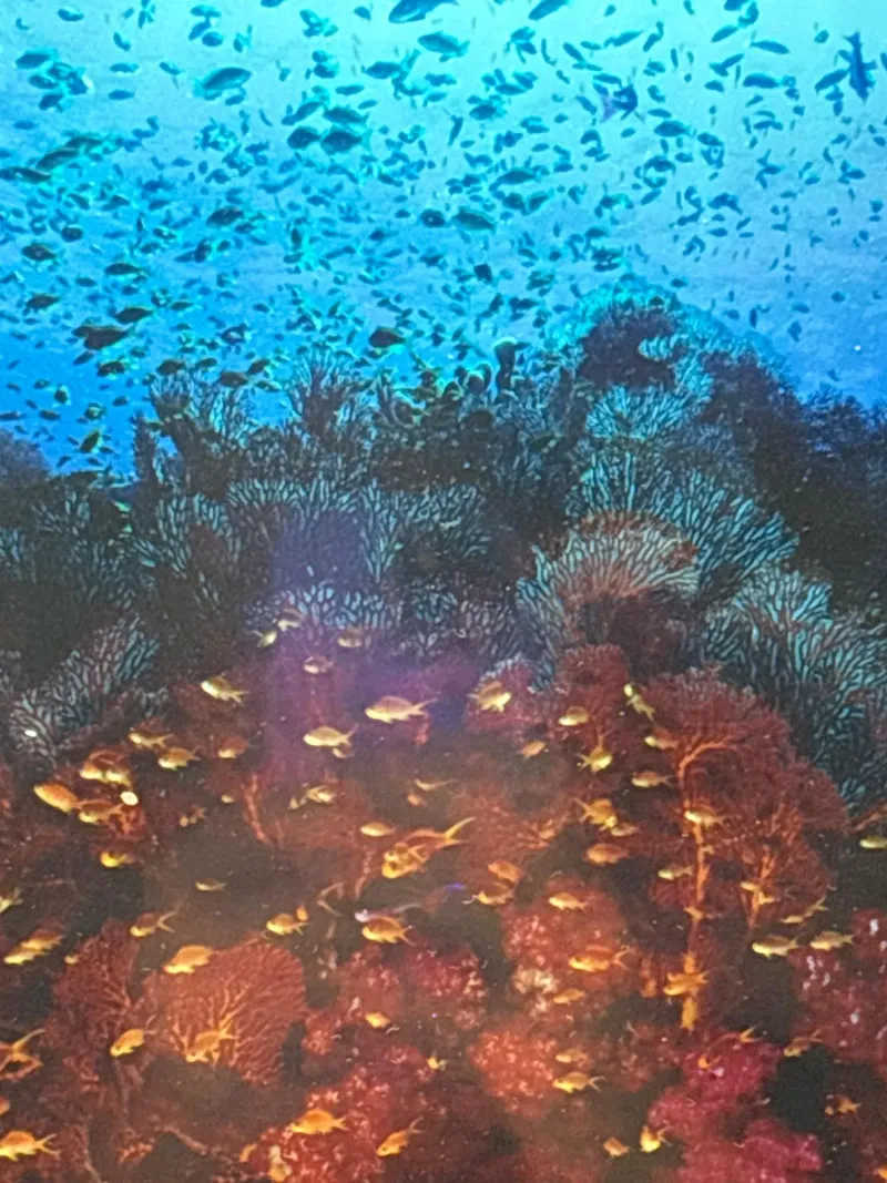 Signed Fiji Coral Reef Photo Kelley Scarzafava 11.5x16 Underwater - Spring Treasure Auction – Vintage Finds & New-In-Box Surprises. | Ocean Bid Auction
