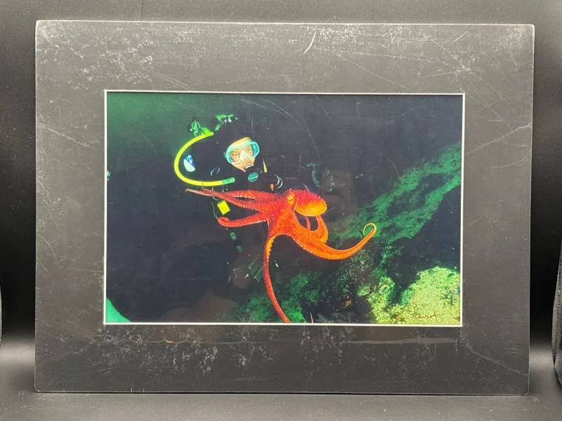 Diver With Octopus Barkley Sound BC Photo Signed K. Scarzafava - Spring Treasure Auction – Vintage Finds & New-In-Box Surprises. | Ocean Bid Auction