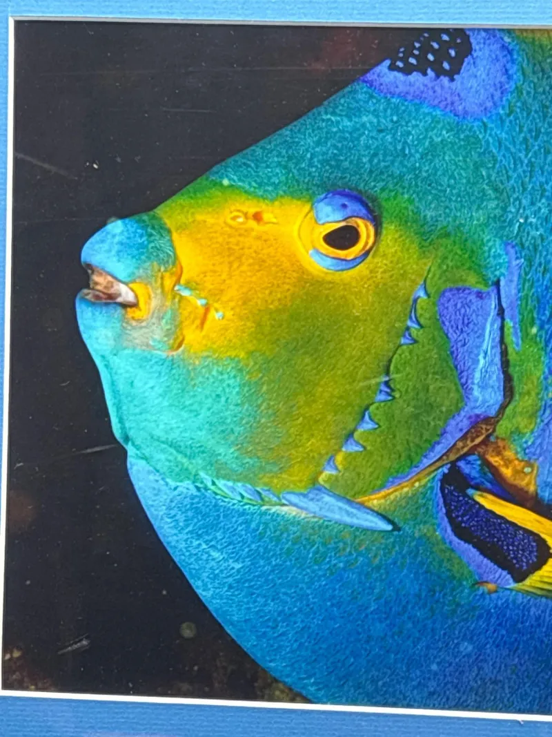 Signed Queen Angelfish Cozumel Photo Kelley Scarzafava 11.5x16 - Spring Treasure Auction – Vintage Finds & New-In-Box Surprises. | Ocean Bid Auction