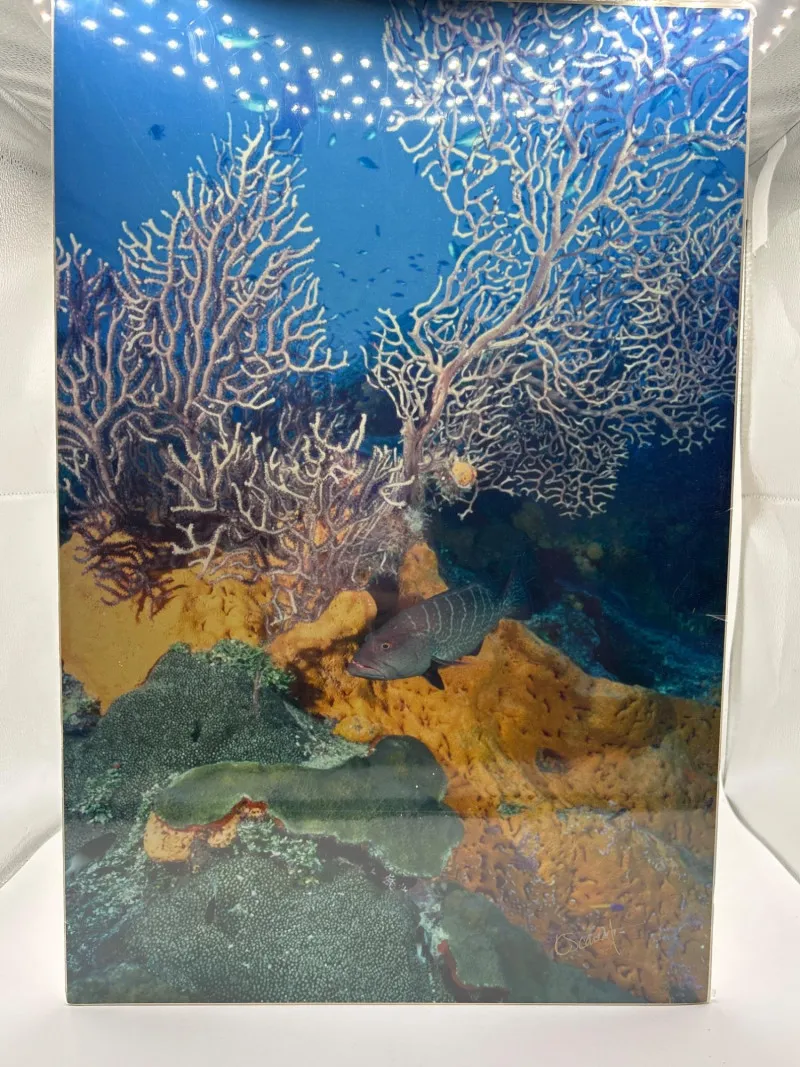 Signed Grand Cayman Reef Photo Kelley Scarzafava 11.5x18 Sealed - Spring Treasure Auction – Vintage Finds & New-In-Box Surprises. | Ocean Bid Auction