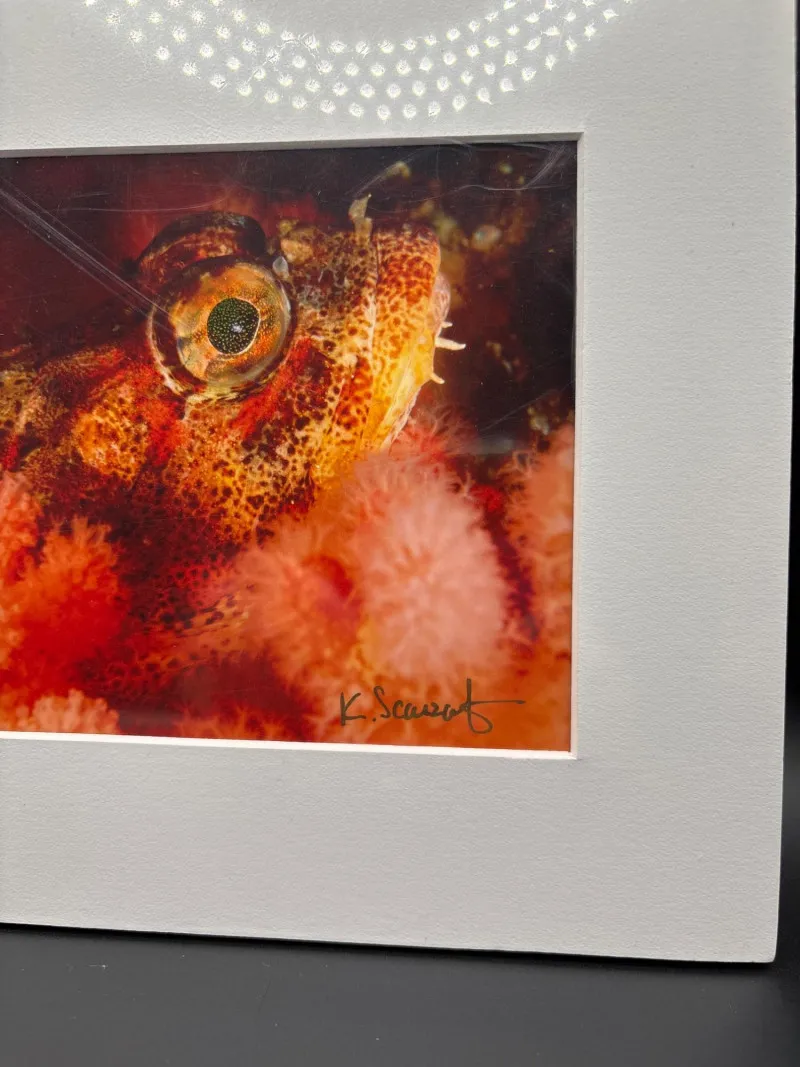 2 Signed Underwater Macro Photos Kelley Scarzafava 8x10 Reef Art - Spring Treasure Auction – Vintage Finds & New-In-Box Surprises. | Ocean Bid Auction
