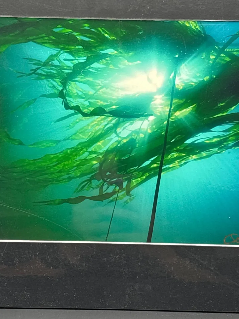 Bull Kelp Forest Port Hardy BC Photo Signed K. Scarzafava 11.5x16 - Spring Treasure Auction – Vintage Finds & New-In-Box Surprises. | Ocean Bid Auction
