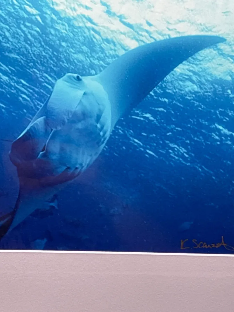 Signed Manta Ray Palau Underwater Photo K. Scarzafava 11.5x16 - Spring Treasure Auction – Vintage Finds & New-In-Box Surprises. | Ocean Bid Auction